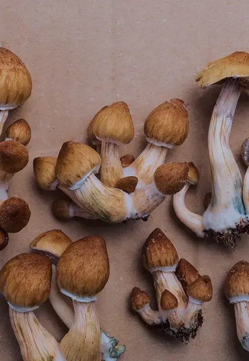 Integrative Psychedelic Practitioner Training NOV 18 – NOV 23